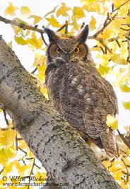 Great Horned Owl