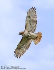 Red-tailed Hawk