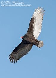 Turkey Vulture