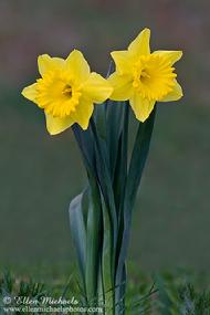 Yellow Daffodil