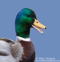 Mallard Duck