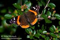 Red Admiral Butterfly