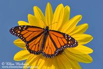 Monarch Butterfly