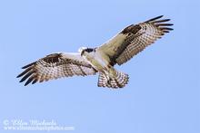 Osprey