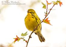 Prairie Warbler